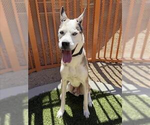 *DR ZEUS - Male German Shepherd Dog-Unknown Mix Dog for Adoption - Photo #4