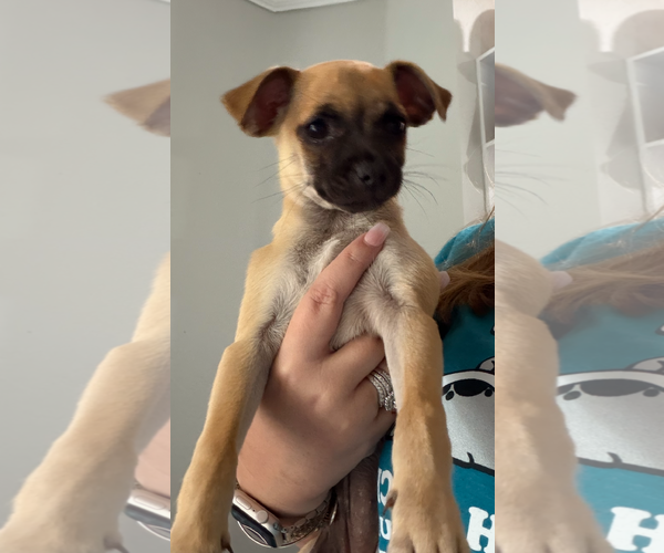 Medium Photo #3 Chihuahua-Unknown Mix Puppy For Sale in Royal Palm Beach, FL, USA