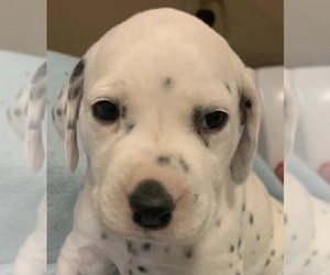 Dalmatian Puppy for sale in SAUCIER, MS, USA