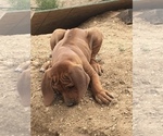 Small Photo #110 Rhodesian Ridgeback Puppy For Sale in MORONGO VALLEY, CA, USA
