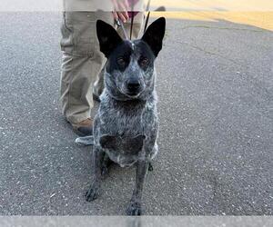Mutt Dogs for adoption in Santa Rosa, CA, USA