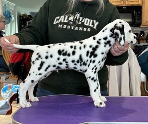 Dalmatian Puppy for sale in MOUNT AIRY, MD, USA