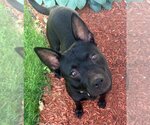 Small #7 Mutt