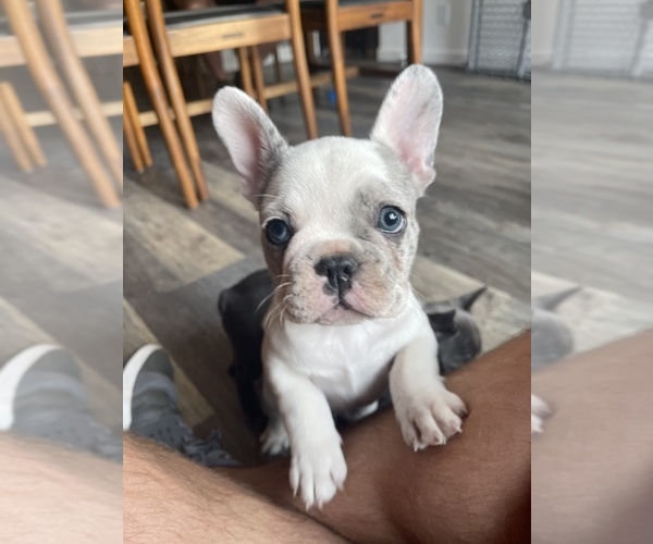 Medium Photo #1 French Bulldog Puppy For Sale in PHOENIX, AZ, USA