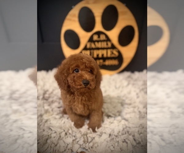 Medium Photo #4 Cockapoo (Toy) Puppy For Sale in CROSSVILLE, TN, USA