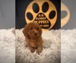Small #3 Cockapoo (Toy)