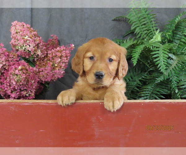 Medium Photo #6 Golden Retriever Puppy For Sale in THORP, WI, USA