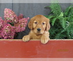 Queenie - Female Golden Retriever Puppy for Sale - Photo #6