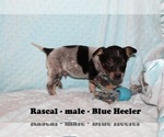 Small Photo #1 Australian Cattle Dog-Rat Terrier Mix Puppy For Sale in CLARKRANGE, TN, USA