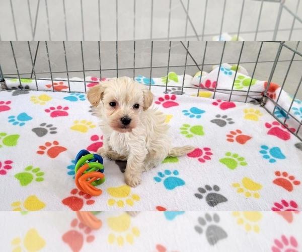 Medium Photo #9 Maltese-Poodle (Toy) Mix Puppy For Sale in ORO VALLEY, AZ, USA