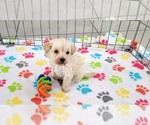 Small #8 Maltese-Poodle (Toy) Mix