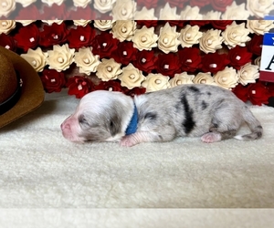 Medium Cardigan Welsh Corgi