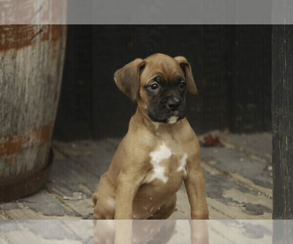 Medium Photo #6 Boxer Puppy For Sale in SHIPSHEWANA, IN, USA