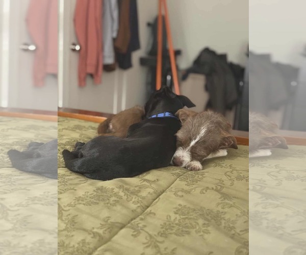 Medium Photo #8 Pekingese-Unknown Mix Puppy For Sale in Westwood, NJ, USA