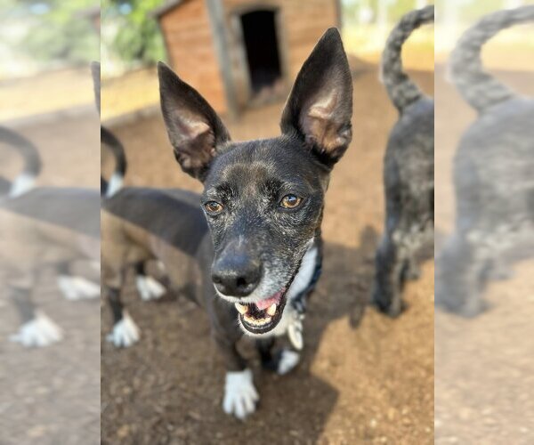 Medium Photo #1 Chihuahua-Unknown Mix Puppy For Sale in  Ramona, CA, USA
