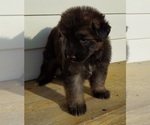 Small #7 German Shepherd Dog