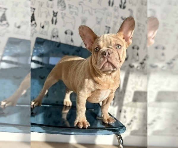 Medium Photo #2 French Bulldog Puppy For Sale in BELLAIRE, TX, USA