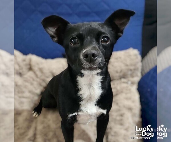 Medium Photo #1 Chihuahua-Unknown Mix Puppy For Sale in Washington, DC, USA