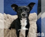 Small Chihuahua Mix