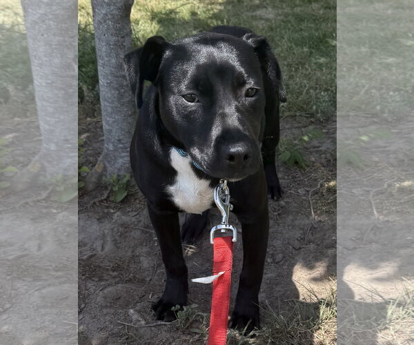 Medium Photo #3 Mutt Puppy For Sale in Rockaway, NJ, USA