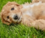 Small Photo #20 Goldendoodle-Poodle (Miniature) Mix Puppy For Sale in SARATOGA SPRINGS, UT, USA