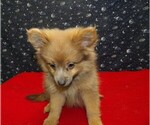 Small #6 Pomeranian