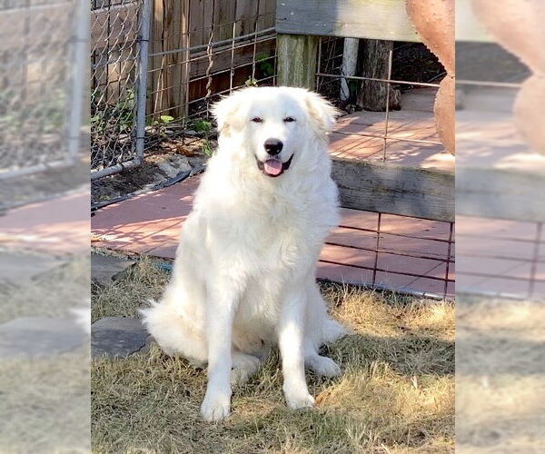 Medium Photo #3 Great Pyrenees Puppy For Sale in Spring, TX, USA