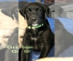 Puppy Green Golden Labrador