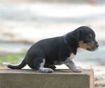 Small #5 Australian Shepherd-Jack Russell Terrier Mix
