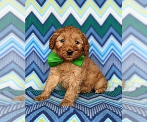 Double Doodle Puppy for sale in NOTTINGHAM, PA, USA