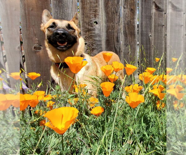 Medium Photo #1 Mutt Puppy For Sale in Fresno, CA, USA
