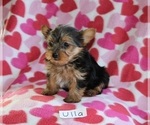 Small Photo #3 Yorkshire Terrier Puppy For Sale in HOPKINSVILLE, KY, USA