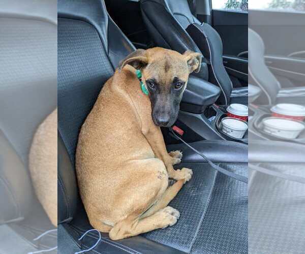 Medium Photo #4 Mutt Puppy For Sale in Imlay City, MI, USA