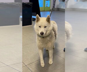 Siberian Husky Dogs for adoption in Rancho Cucamonga, CA, USA