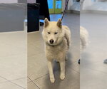 Small Siberian Husky