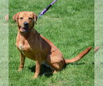 Small #4 Redbone Coonhound-Rhodesian Ridgeback Mix