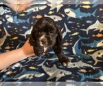 Puppy Puppy Red Runt Cocker Spaniel