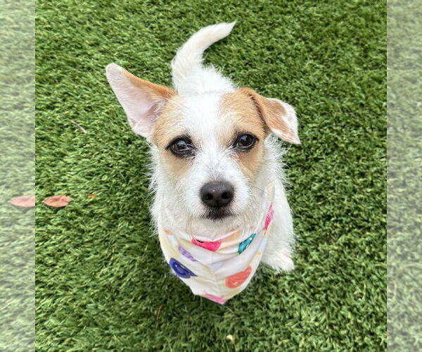 Medium Photo #4 Parson Russell Terrier-Unknown Mix Puppy For Sale in Santa Clara, CA, USA