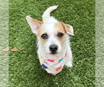 Small #3 Parson Russell Terrier Mix