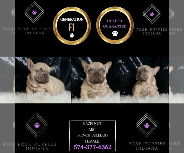 Medium Photo #2 French Bulldog Puppy For Sale in WARSAW, IN, USA