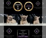 Small #1 French Bulldog