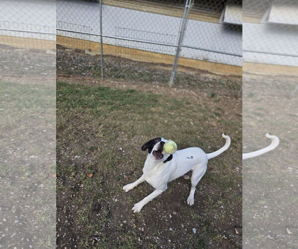 Medium Photo #5 Mutt Puppy For Sale in Crandall, GA, USA