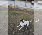 Small #4 Mutt
