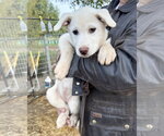 Small #6 Gerberian Shepsky