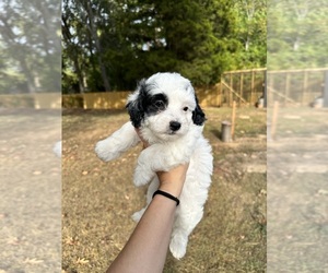 Poodle (Toy) Puppy for sale in JXN, MS, USA