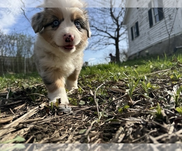Medium Photo #9 Aussie-Corgi Puppy For Sale in ESPERANCE, NY, USA