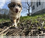 Small #8 Aussie-Corgi