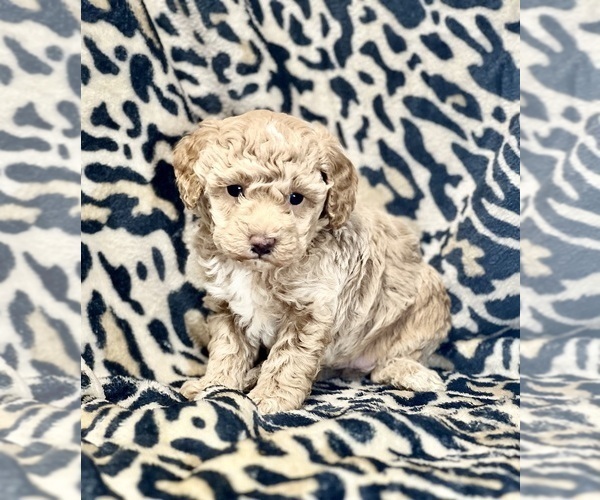 Medium Photo #1 Poodle (Miniature) Puppy For Sale in DUNDEE, OH, USA