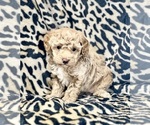 Small Poodle (Miniature)