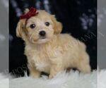 Small #2 Maltipoo